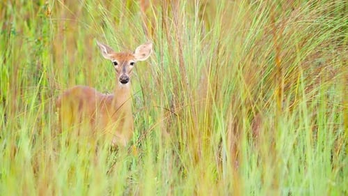 Alert young deer standing in tall grass