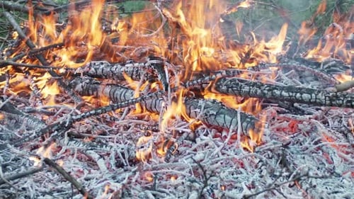 Brennende Zweige, Lagerfeuer. Viel Hitze und Asche. Nahaufnahme.