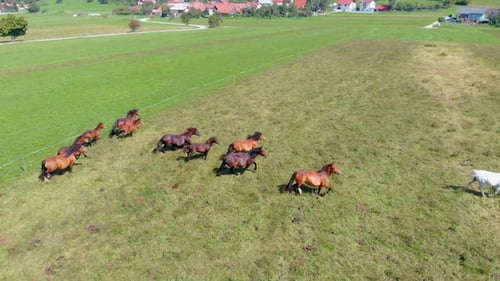 Breathtaking Aerial View of Wild Horses Galloping Across Green Fields