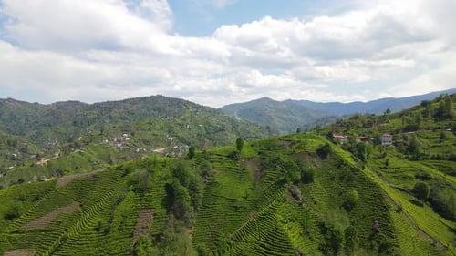 Tea Terraces And Cloudy Sky