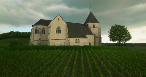 Drone Flies Over Green Vineyards Production of Wine From Grapes in France Cinematic Aerial Footage