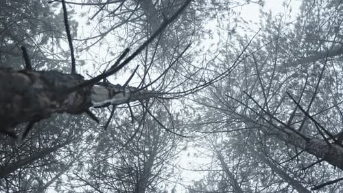 Snow-covered trees viewed from below in a foggy forest creating a mystical atmosphere