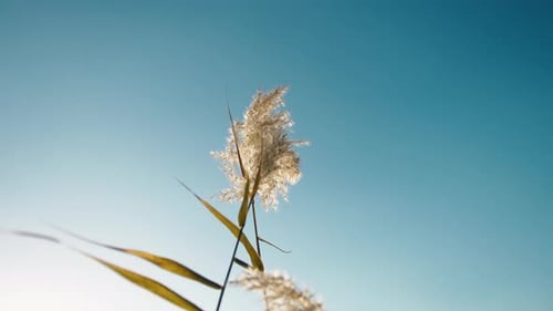 Cattails Swaying Against Blue Sky