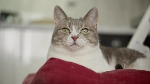 Gray and White Cat Relaxing Indoors on Pillow