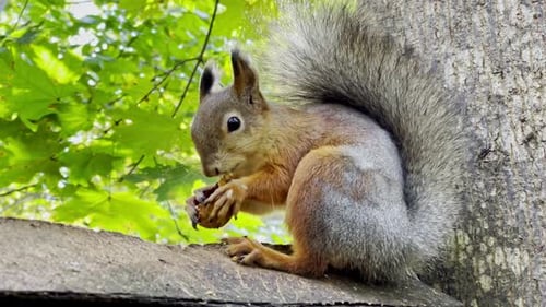 Portrait of a funny and fluffy red squirrel eating a nut while sitting on a branch.