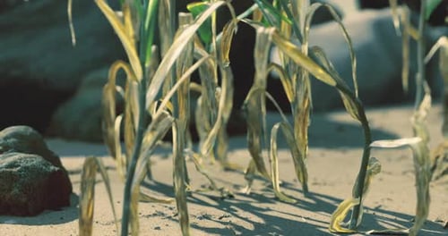 Dry Vegetation Growing on Sandy Soil During Daytime Sunlight