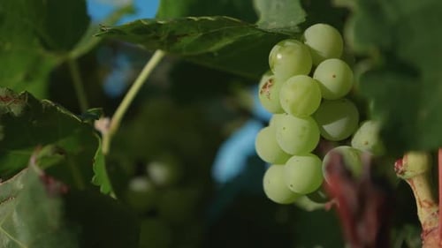 Uvas verdes