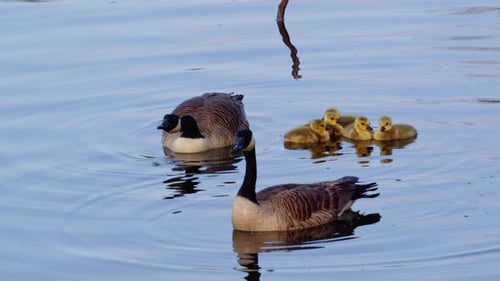 Goose Family Swimming in a Calm Lake