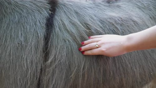 Cepillando suavemente con la mano el pelaje de textura suave de un animal grande que muestra la conexión entre los humanos