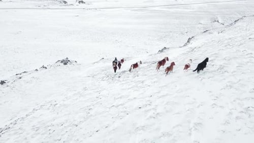 Horses Running in Winter Field Snowy Iceland Nature