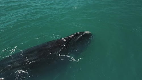La ballena franca austral, Eubalaena australis, nada cerca de la costa brasileña