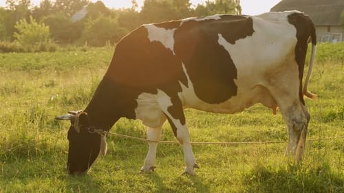 A Black Cow Stands on a Green Meadow and Eats Grass