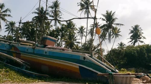 Fishing boat in Weligama, Sri Lanka with palm trees in background