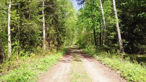 Forest road. Unpaved surface. Flying a drone trough the forest. Green trees, sunny day. Slow, cinema
