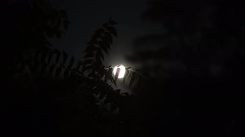 Silhouetted Leaves Obscuring the Moon at Night