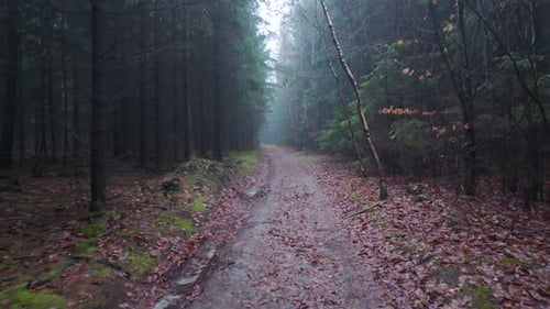 Autumn forest path wet after rain, fallen leaves and misty air. Moody walking scene through woods