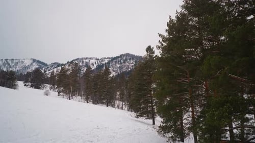 Coniferous Trees with Green Branches Grow on Snowy Slopes
