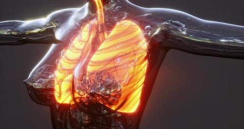 Human Body Lungs Breathing Animation 3D Medical Visualization