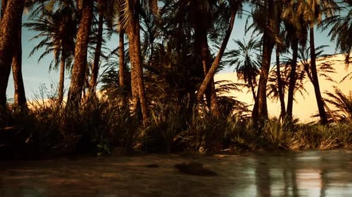 Palmeras junto al agua