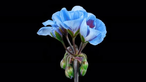 Close Up of Blooming Light Blue Flowers