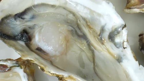 Oysters in stunning footage. 4K.