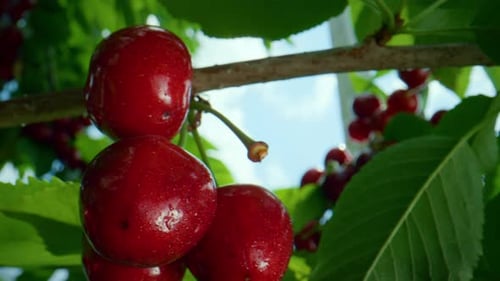 Red Ripe Cherry Fruit Hanging Branch Closeup. Close Up Juicy Wet Berry