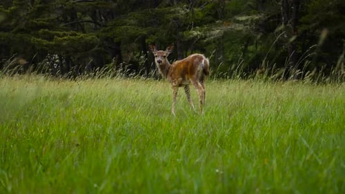 Baby Deer frisst auf einer Wiese