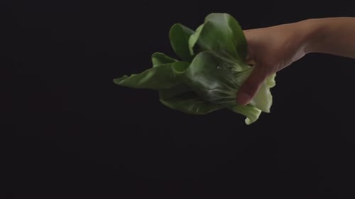 Hand Presenting Head of Green Bok Choy