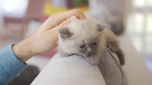 Gatinho inocente e fofo. Gato de comida escocesa.