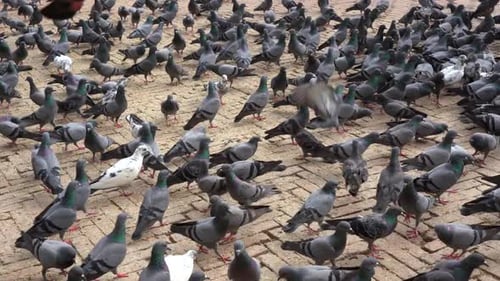 A flock of pigeons feeding on the grain given to them at the Boudhanath Stupa.