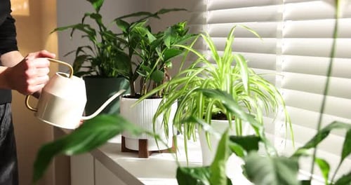 Person Watering Houseplants in Front of Window Blinds