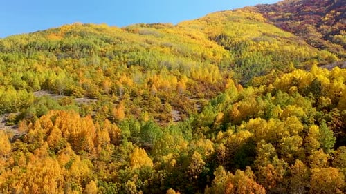 Vue aérienne d'arbres colorés sur les collines en automne