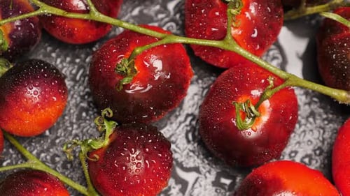 Ernte reifer Indigotomaten auf dunklem Schiefer, Nahaufnahme des ganzen schwarzen Kirsch-Kumato