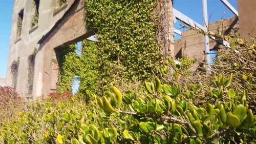 Gimbal booming up shot from coastal plants to the ruins of the old Warden's House on Alcatraz Island