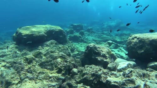 View of a rocky sea bottom in the Mediterranean.