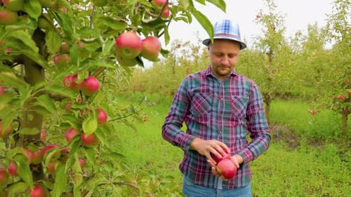 Vorderansicht eines jungen Landwirts mit ernstem Blick untersucht sorgfältig die Apfelfrucht
