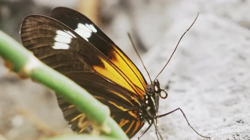 Exotischer Heliconius-Schmetterling Makro-Orange flattert mit zarten Flügeln auf Blattschungel