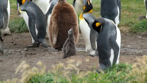 Gathering of Majestic King Penguins in Natural Habitat
