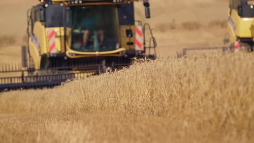 Golden wheat field during harvest season, with a combine harvester collecting wheat in the backgroun