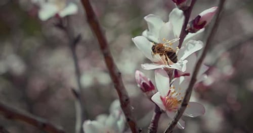 Die Honigbiene arbeitet hart daran, die Blüte zu bestäuben. Nahaufnahme eines Insekts auf einem blühenden Mandelbaum
.
