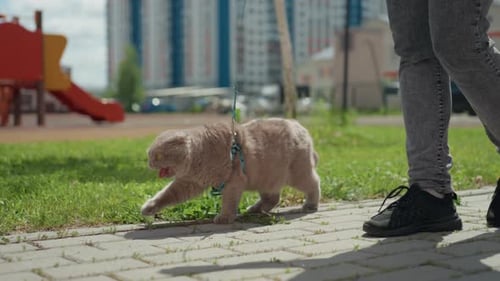 City Path Woman Legs And Cat Walking Closeup Leash And Harness Visible Sunlight Casting Soft Shadow