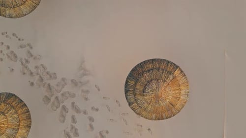 Straw Umbrellas Footprints Desert Top View Aerial Sandy Surface with Parasols