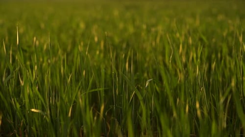 Green Grass Closeup