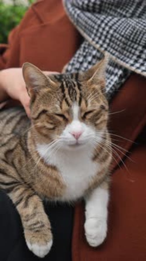 Female Hugging Her Cat People in Live with Cat