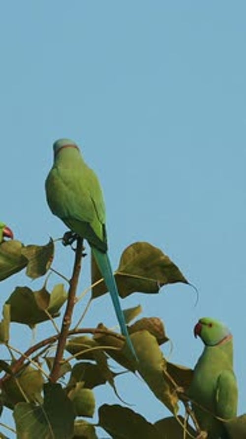 Agra, Uttar Pradesh, Inde, Slow