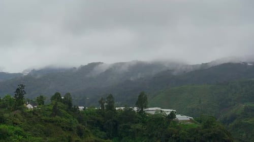 Cloud floating over a village and mountain. Misty fog blowing over tree forest. Raining in forest, s