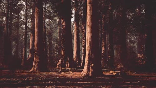 De grands séquoias dans une forêt tranquille baignée par la lumière du matin