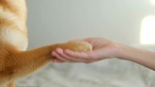 Human Hand Holding Dog Paw in Friendship and Trust