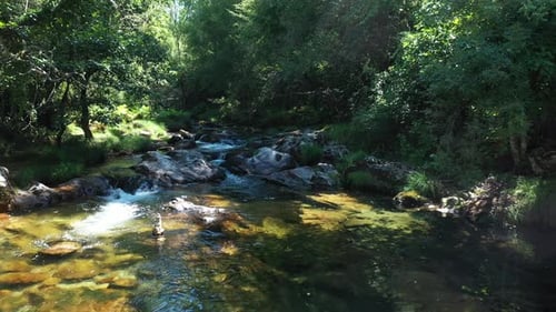 Mountain clear stream in the forest, natural landscape on a sunny summer day