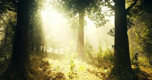 Sunlight Filtering Through Trees in a Tranquil Forest During Morning Hours